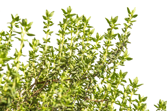 L-Carnitina